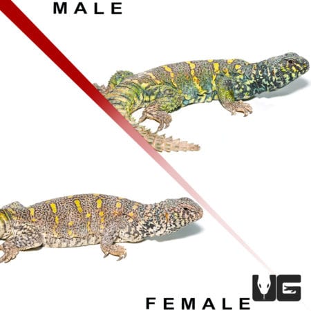 Adult Ornate Uromastyx pair, male and female, showcasing vibrant yellow and green coloration. Perfec.