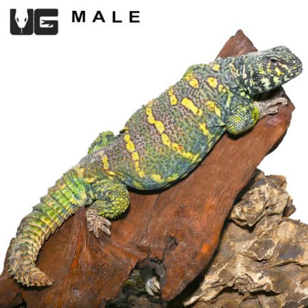 Ornate Uromastyx (Uromastyx ornata) For Sale - Underground Reptiles