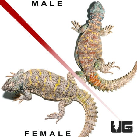Adult Ornate Uromastyx pair, showcasing vibrant colors and unique patterns. Perfect for reptile enth.