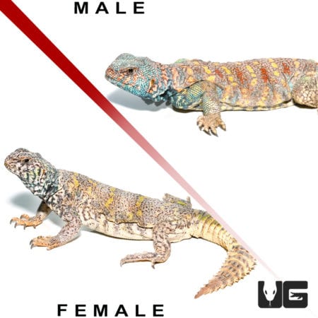 Ornate Uromastyx (Uromastyx ornata) For Sale - Underground Reptiles