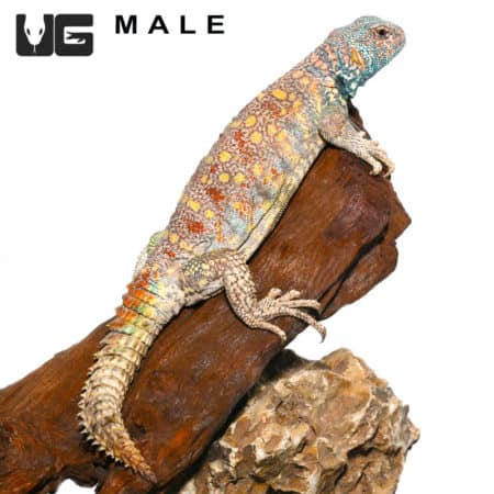 Ornate Uromastyx (Uromastyx ornata) For Sale - Underground Reptiles