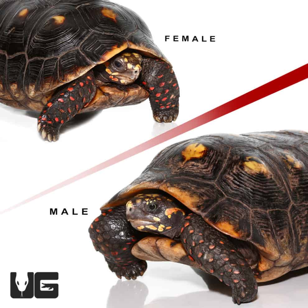 Redfoot Tortoise For Sale - Underground Reptiles