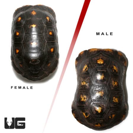 Adult Suriname Redfoot Tortoise Pair (Chelonoidis carbonaria) For Sale - Underground Reptiles