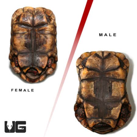 Adult Suriname Redfoot Tortoise Pair (Chelonoidis carbonaria) For Sale - Underground Reptiles