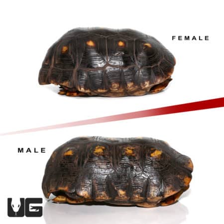 Adult Suriname Redfoot Tortoise Pair (Chelonoidis carbonaria) For Sale - Underground Reptiles