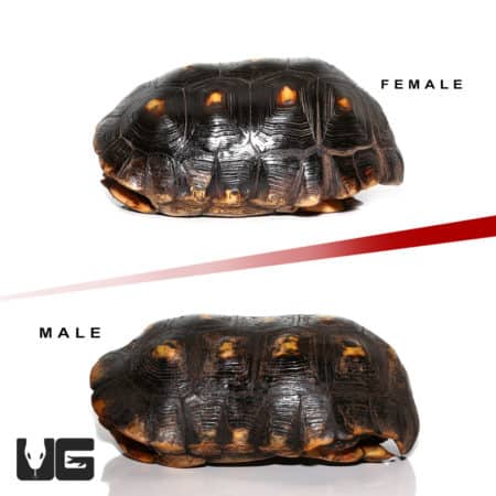 Adult Suriname Redfoot Tortoise Pair (Chelonoidis carbonaria) For Sale - Underground Reptiles
