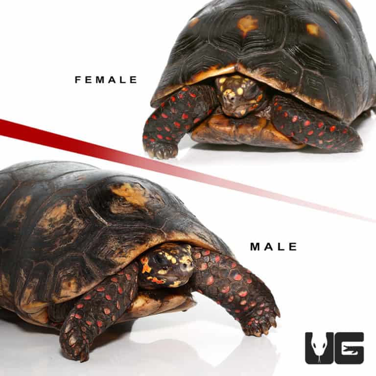 Redfoot Tortoise For Sale - Underground Reptiles