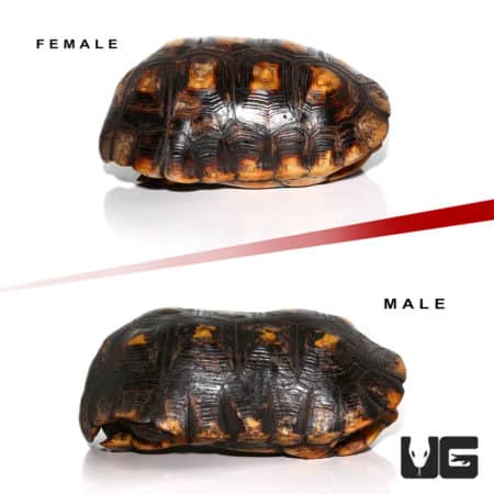 Adult Suriname Redfoot Tortoise Pair (Chelonoidis carbonaria) For Sale - Underground Reptiles