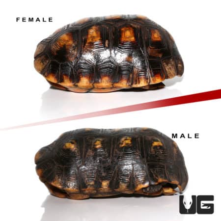 Adult Suriname Redfoot Tortoise Pair (Chelonoidis carbonaria) For Sale - Underground Reptiles