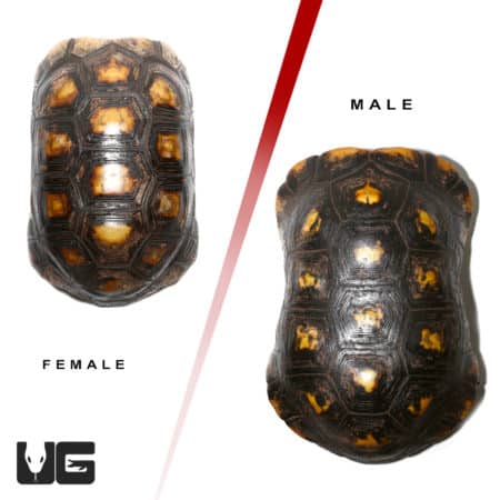 Adult Suriname Redfoot Tortoise Pair (Chelonoidis carbonaria) For Sale - Underground Reptiles