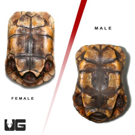Adult Suriname Redfoot Tortoise Pair (Chelonoidis carbonaria) For Sale - Underground Reptiles