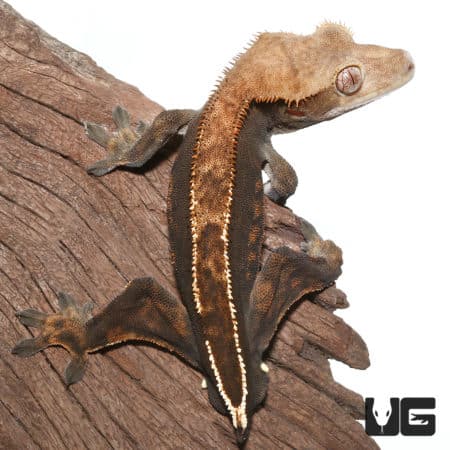 Adult Male Tailless Partial Pinstripe Crested Gecko(Correlophus ciliatus) For Sale - Underground Reptiles