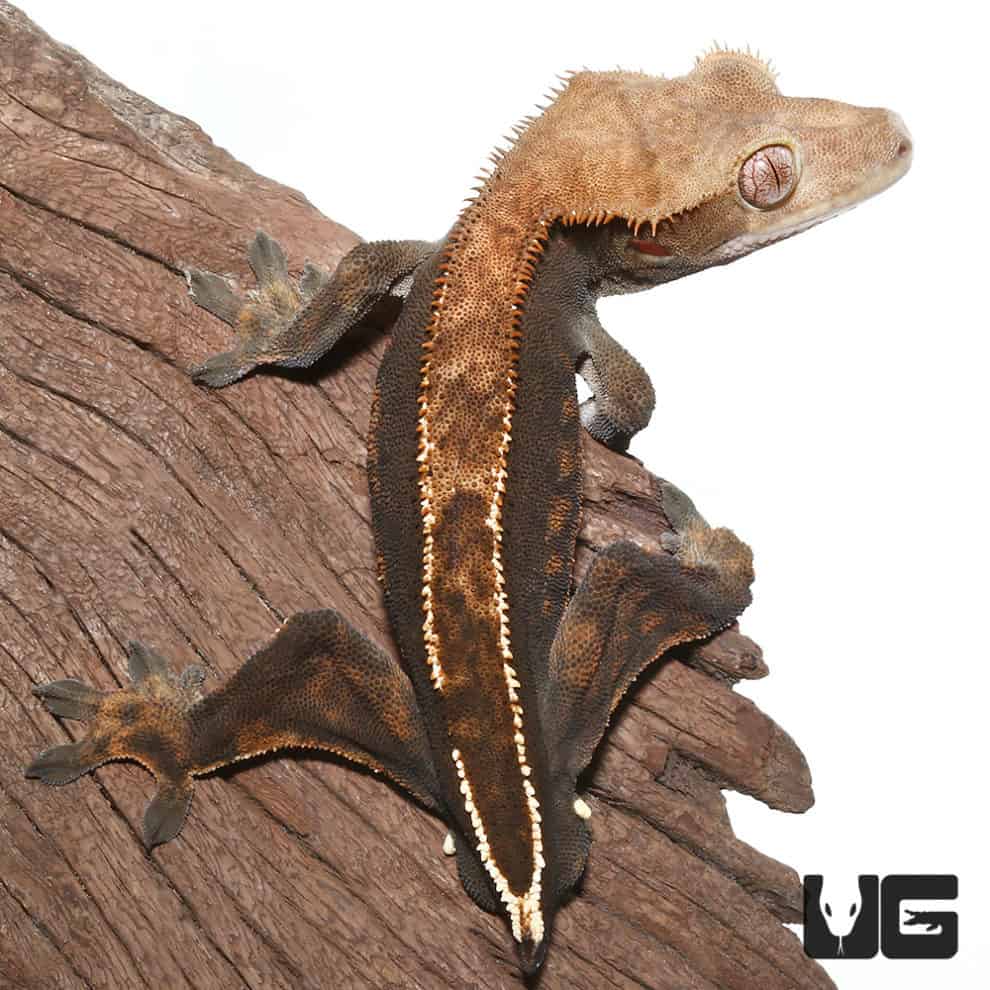 Adult Crested Geckos For Sale - Underground Reptiles