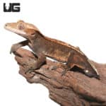 Adult Male Tailless Partial Pinstripe Crested Gecko(Correlophus ciliatus) For Sale - Underground Reptiles