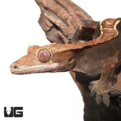 Adult Male Tailless Partial Pinstripe Crested Gecko(Correlophus ciliatus) For Sale - Underground Reptiles