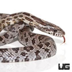 Anery Glades County Cornsnake (Pantherophis guttatus) For Sale - Underground Reptiles