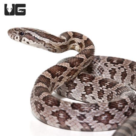 Anery Glades County Cornsnake (Pantherophis guttatus) For Sale - Underground Reptiles