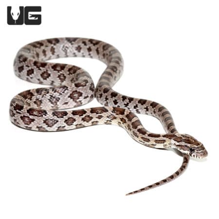 Anery Glades County Cornsnake (Pantherophis guttatus) For Sale - Underground Reptiles