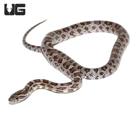 Anery Glades County Cornsnake (Pantherophis guttatus) For Sale - Underground Reptiles