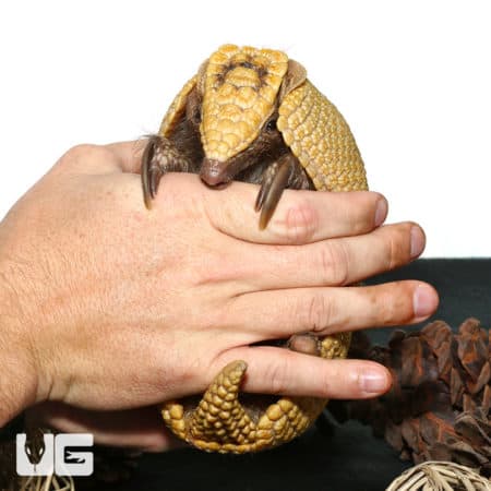 Three Banded Armadillo (Tolypeutes matacus) For Sale - Underground Reptiles