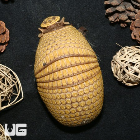 Close-up of a baby three-banded armadillo with textured armor and small limbs.