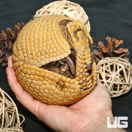 Baby Three Banded Armadillo curled in hand, showcasing its distinctive armor and small size.