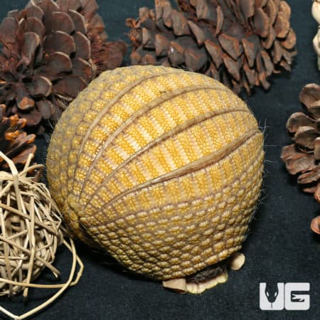 Three Banded Armadillo (Tolypeutes matacus) For Sale - Underground Reptiles