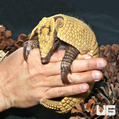 Three Banded Armadillo (Tolypeutes matacus) For Sale - Underground Reptiles