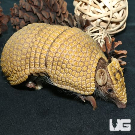 Three Banded Armadillo (Tolypeutes matacus) For Sale - Underground Reptiles