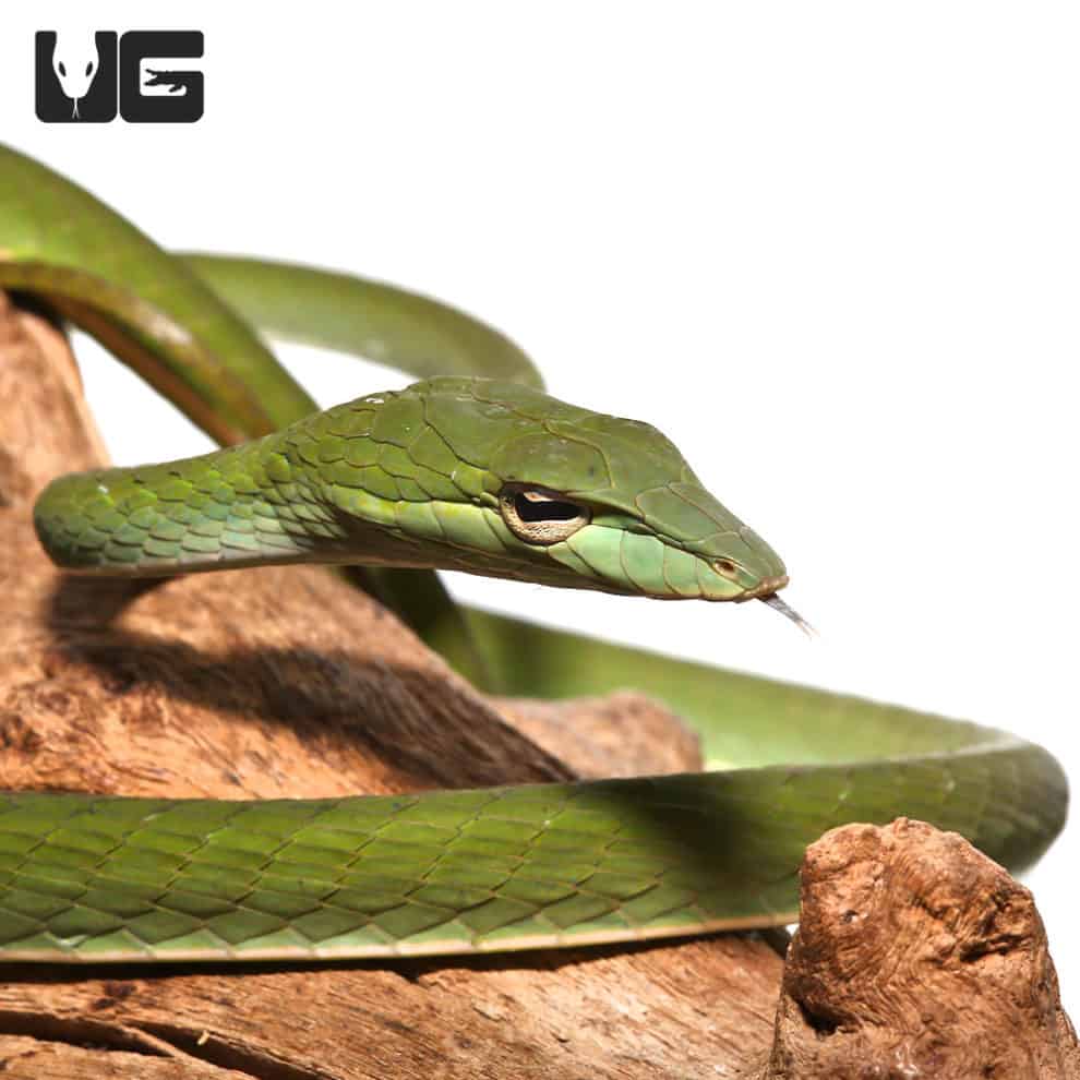 Asian Vine Snakes (Ahaetulla prasina) For Sale Underground Reptiles