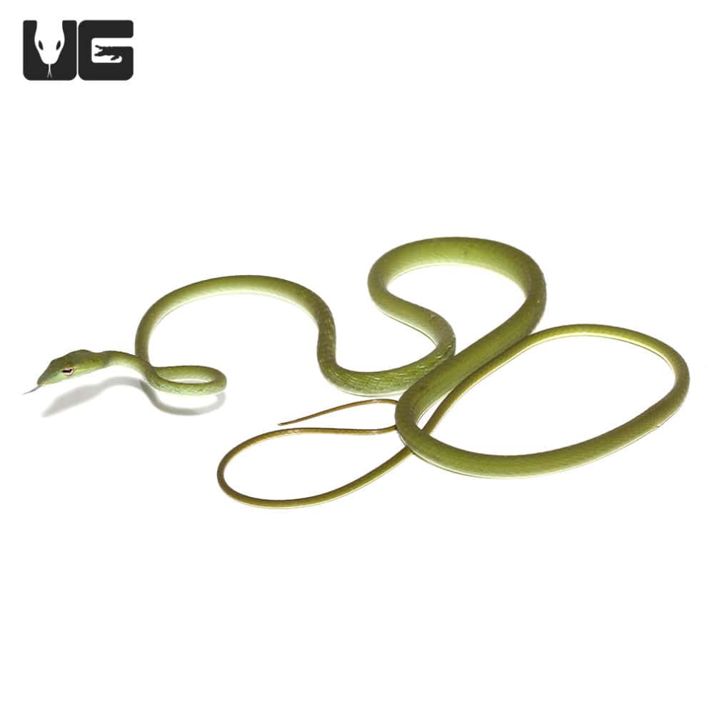Asian Vine Snakes (Ahaetulla prasina) For Sale Underground Reptiles