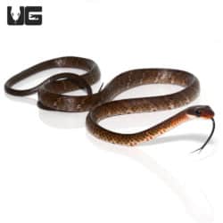 Brown Sipo Snakes (Chironius fuscus) For Sale - Underground Reptiles