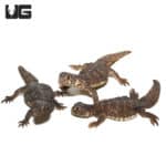 Baby Egyptian Uromastyx (Uromastyx aegyptia) for sale - Underground Reptiles