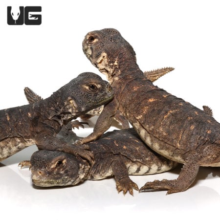 Baby Egyptian Uromastyx (Uromastyx aegyptia) for sale - Underground Reptiles
