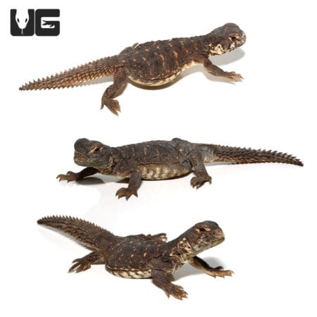 Baby Egyptian Uromastyx (Uromastyx aegyptia) for sale - Underground Reptiles