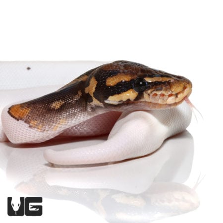 Baby Female Leopard Pied Ball Python (Python regius) For Sale - Underground Reptiles