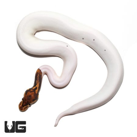 Baby Female Leopard Pied Ball Python (Python regius) For Sale - Underground Reptiles