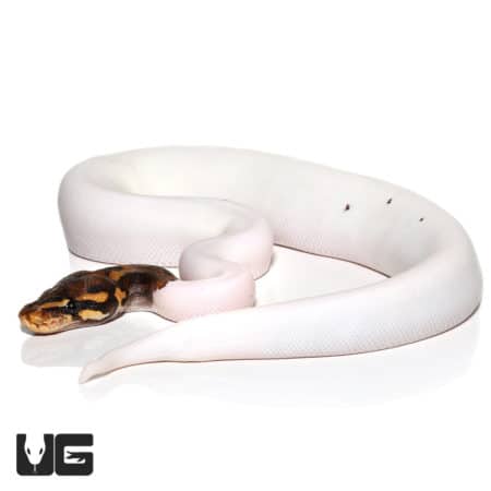 Baby Female Leopard Pied Ball Python (Python regius) For Sale - Underground Reptiles