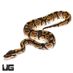 C.B. Baby Ball Pythons For Sale - Underground Reptiles