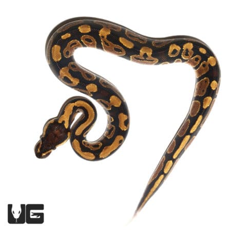 C.B. Baby Ball Pythons For Sale - Underground Reptiles