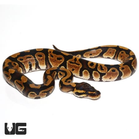 Baby 66% Het Rainbow Ball Python snake with vibrant coloration and unique patterning.