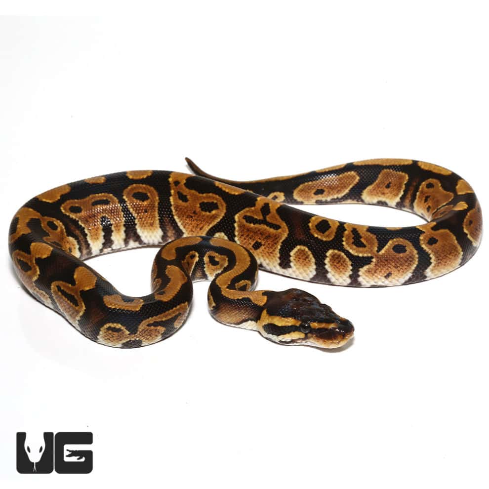 Baby Ball Pythons For Sale - Underground Reptiles