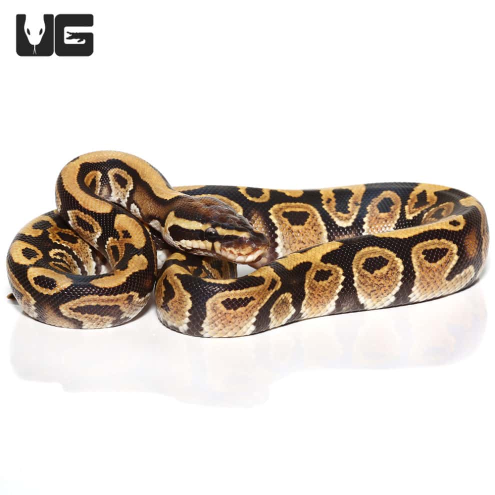 Baby Baby Enchi Firefly Hypo Ball Python For Sale Underground Reptiles