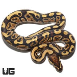 Baby Male Fire Ball Python (Python regius) For Sale - Underground Reptiles
