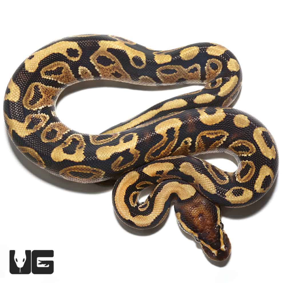 Baby baby enchi firefly hypo ball python for sale underground reptiles