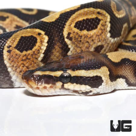 Baby Male Fire Ball Python (Python regius) For Sale - Underground Reptiles