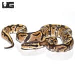 Baby Male Fire Ball Python (Python regius) For Sale - Underground Reptiles
