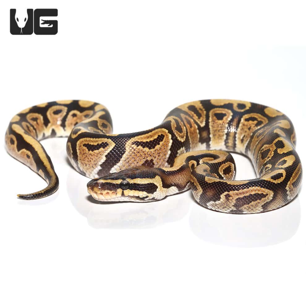Baby Baby Enchi Firefly Hypo Ball Python For Sale Underground Reptiles