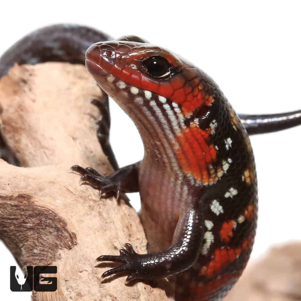 Baby Fire Skinks (Lepidothyris fernandi) For Sale Underground Reptiles