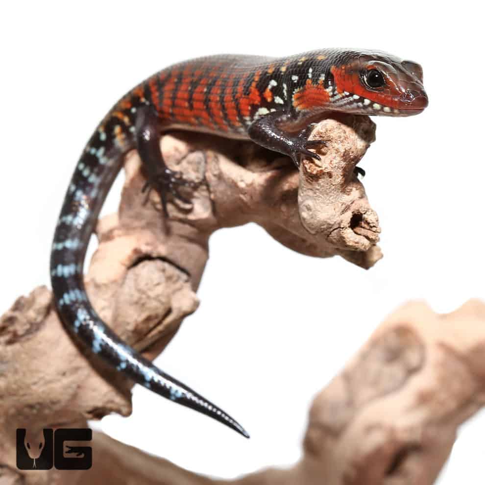 Baby Fire Skinks (Lepidothyris fernandi) For Sale Underground Reptiles